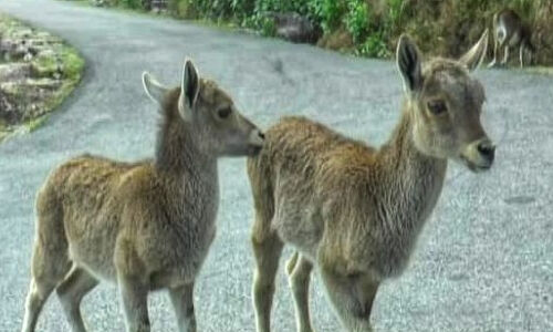 ഇരവികുളം ദേശിയോദ്യാനം വീണ്ടും സന്ദര്ശകര്ക്കായി തുറന്നു ഇരവികുളം ദേശിയോദ്യാനം വീണ്ടും സന്ദര്ശകര്ക്കായി തുറന്നു
