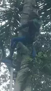 തെങ്ങ്കയറ്റത്തിനിടെ യന്ത്രത്തിന്റെ ബെല്റ്റ് പൊട്ടി; തൊഴിലാളിക്ക് രക്ഷകരായി അഗ്നിശമന സേന തെങ്ങ്കയറ്റത്തിനിടെ യന്ത്രത്തിന്റെ ബെല്റ്റ് പൊട്ടി; തൊഴിലാളിക്ക് രക്ഷകരായി അഗ്നിശമന സേന