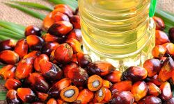 ശ്രീലങ്ക പാം ഓയില്‍ ഇറക്കുമതി നിരോധിച്ചു; എണ്ണപ്പന കൃഷിയും ചുരുക്കും