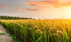 വേനല്‍ മഴയ്ക്ക് മുന്‍പ് കൊയ്ത്തും നെല്ല് സംഭരണവും ഊര്‍ജ്ജിതമാക്കണം: കലക്ടര്‍