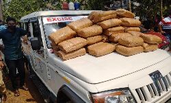 തലപ്പാറയിൽ 160 കിലോ കഞ്ചാവ് എക്സൈസ് സംഘം പിടികൂടി