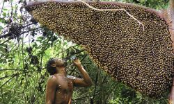 ജേന്‍ ഉറക്  ; നിലമ്പൂര്‍ കാട്ടിലെ തേന്‍ ഇനി ബ്രാന്‍ഡ് ആയി വിപണിയിലേക്ക്