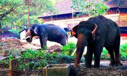 ഗുരുവായൂര്‍ ആനക്കോട്ടയിലെ ആറ് ആന പപ്പാന്മാര്‍ക്ക് കൊവിഡ്