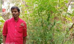 വീട്ടുവളപ്പില്‍ പച്ചക്കറി തോട്ടത്തിന്റെ മറവില്‍ കഞ്ചാവ് കൃഷി; 71 കഞ്ചാവ് ചെടികള്‍ പിടികൂടി, ഒരാള്‍ അറസ്റ്റില്‍