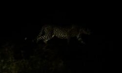 തിരൂരില് പുലി ഇറങ്ങിയതായി അഭ്യൂഹം തിരൂരില് പുലി ഇറങ്ങിയതായി അഭ്യൂഹം