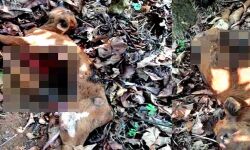 തിരുനെല്ലിയില്‍ പശുക്കിടാവിനെ കടുവ കൊന്നുതിന്നു