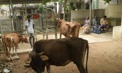 കൊവിഡ് നിയന്ത്രണം: മൃഗാശുപത്രികളുടെ പ്രവര്‍ത്തനം ക്രമീകരിക്കുന്നു