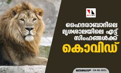 ഹൈദരാബാദിലെ മൃഗശാലയിലെ എട്ട് സിംഹങ്ങൾക്ക് കൊവിഡ് ഹൈദരാബാദിലെ മൃഗശാലയിലെ എട്ട് സിംഹങ്ങൾക്ക് കൊവിഡ്