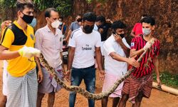 പെരിന്തല്‍മണ്ണയില്‍ ഗോള്‍വലയില്‍ കുടുങ്ങിയ മലമ്പാമ്പിനെ യുവാക്കള്‍ രക്ഷപ്പെടുത്തി