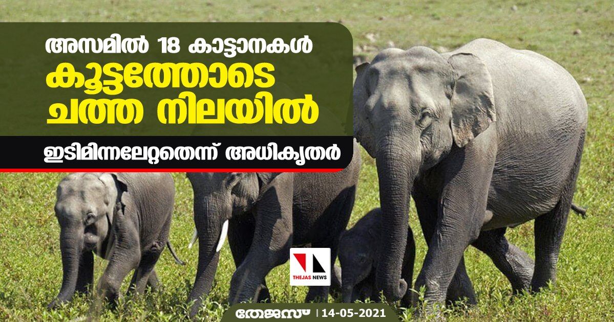 അസമില്‍ 18 കാട്ടാനകള്‍ കൂട്ടത്തോടെ ചത്ത നിലയില്‍; ഇടിമിന്നലേറ്റതെന്ന് അധികൃതര്‍