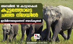 അസമില്‍ 18 കാട്ടാനകള്‍ കൂട്ടത്തോടെ ചത്ത നിലയില്‍; ഇടിമിന്നലേറ്റതെന്ന് അധികൃതര്‍
