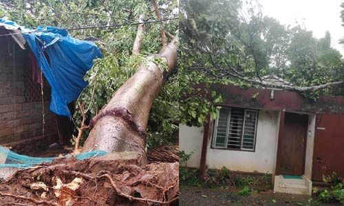 കനത്ത കാറ്റും മഴയും; കോട്ടയം ജില്ലയിലും വ്യാപക നാശനഷ്ടം