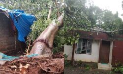 കനത്ത കാറ്റും മഴയും; കോട്ടയം ജില്ലയിലും വ്യാപക നാശനഷ്ടം