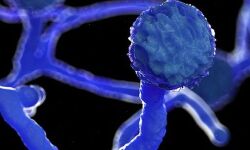 ബ്ലാക്ക് ഫംഗസ്; ഭീതി വേണ്ടെന്ന് ആരോഗ്യവകുപ്പ്