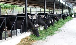 പാല്‍ സംഭരിക്കുന്നതില്‍ നിന്നും മില്‍മ പിന്മാറുന്നത് പ്രതിഷേധാര്‍ഹം: എസ്ഡിപിഐ