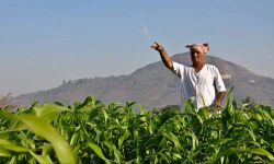 കര്‍ഷകര്‍ക്ക് ആശ്വാസം; രാസവള സബ്‌സിഡി 140 ശതമാനം വര്‍ധിപ്പിച്ച് കേന്ദ്രസര്‍ക്കാര്‍