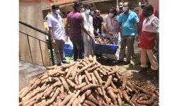 ലോക്ക് ഡൗണ്‍ : എറണാകുളത്തെ ഐഎജി അടുക്കളയ്ക്ക് സഹൃദയ യുടെ ആയിരം കിലോ കപ്പ