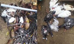 പരപ്പനങ്ങാടിയിലെ സദ്ദാം ബീച്ചില്‍ വളര്‍ത്തുപ്രാവുകളെ തലയറുത്തുകൊന്നു