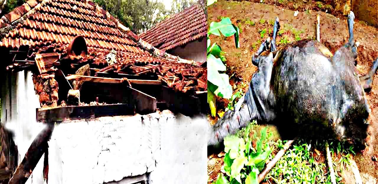 തോല്‍പ്പെട്ടിയില്‍ കാട്ടാനയിറങ്ങി; പശുവിനെ കൊന്നു; വീടിന്റെ ഒരു ഭാഗം തകര്‍ത്തു