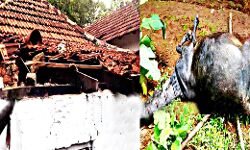തോല്‍പ്പെട്ടിയില്‍ കാട്ടാനയിറങ്ങി; പശുവിനെ കൊന്നു; വീടിന്റെ ഒരു ഭാഗം തകര്‍ത്തു