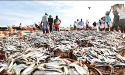 ജൂൺ ഒൻപത് അർധരാത്രി മുതൽ ജൂലൈ 31 വരെ ട്രോളിംഗ് നിരോധനം