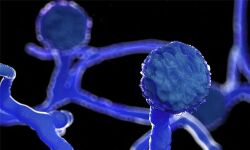 വയനാട് ജില്ലയില് ആദ്യമായി ബ്ലാക്ക് ഫംഗസ് സ്ഥിരീകരിച്ചു വയനാട് ജില്ലയില് ആദ്യമായി ബ്ലാക്ക് ഫംഗസ് സ്ഥിരീകരിച്ചു