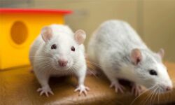 അലങ്കാര എലികൃഷിയുമായി ഫറോക്ക് കുണ്ടായിത്തോട് സ്വദേശി അലങ്കാര എലികൃഷിയുമായി ഫറോക്ക് കുണ്ടായിത്തോട് സ്വദേശി