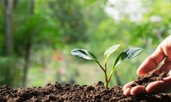 രണ്ട് ലക്ഷം പച്ചക്കറി വിത്ത് പാക്കറ്റുകളും 15 ലക്ഷം പച്ചക്കറി തൈകളും വിതരണം ചെയ്യും രണ്ട് ലക്ഷം പച്ചക്കറി വിത്ത് പാക്കറ്റുകളും 15 ലക്ഷം പച്ചക്കറി തൈകളും വിതരണം ചെയ്യും