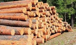 เดตเดฏเดจเดพเดเตเดเดฟเดฒเต เดเตเดเดฟเดเดณเตเดเต เดฎเดฐเดเดเตเดณเตเดณ; เด
เดเดฟเดฏเดจเตเดคเดฐ เด
เดจเตเดตเตเดทเดฃเดคเตเดคเดฟเดจเต เดฑเดตเดจเตเดฏเต เดตเดเตเดชเตเดชเต เดจเดฟเดฐเตโเดฆเตเดฆเตเดถเด เดตเดฏเดจเดพเดเตเดเดฟเดฒเต เดเตเดเดฟเดเดณเตเดเต เดฎเดฐเดเดเตเดณเตเดณ; เด
เดเดฟเดฏเดจเตเดคเดฐ เด
เดจเตเดตเตเดทเดฃเดคเตเดคเดฟเดจเต เดฑเดตเดจเตเดฏเต เดตเดเตเดชเตเดชเต เดจเดฟเดฐเตโเดฆเตเดฆเตเดถเด