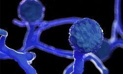 മഞ്ചേരി മെഡിക്കല് കോളജില് ബ്ലാക്ക് ഫംഗസ് മരുന്നിന് കടുത്ത ക്ഷാമം മഞ്ചേരി മെഡിക്കല് കോളജില് ബ്ലാക്ക് ഫംഗസ് മരുന്നിന് കടുത്ത ക്ഷാമം