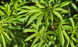 കഞ്ചാവുമായി പിടിയില്‍