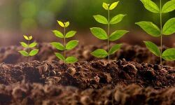 അരിമ്പ്ര കുത്ത് വനവല്ക്കരണത്തിന്റെ രണ്ടാം ഘട്ടം തുടക്കമായെന്ന് വനംവകുപ്പ് അരിമ്പ്ര കുത്ത് വനവല്ക്കരണത്തിന്റെ രണ്ടാം ഘട്ടം തുടക്കമായെന്ന് വനംവകുപ്പ്