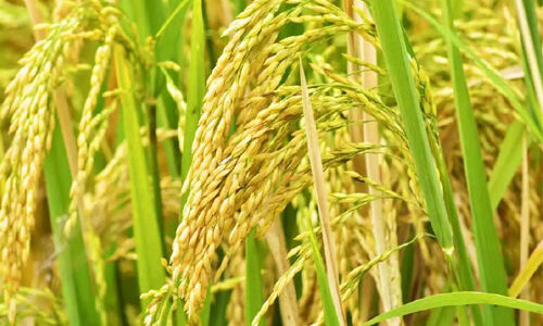 സംസ്ഥാനത്തെ നെല്ലുസംഭരണത്തില്‍ വര്‍ധന; ഈ സീസണില്‍ മാത്രം വിതരണം ചെയ്തത് 1519.06 കോടി രൂപ