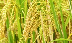 സംസ്ഥാനത്തെ നെല്ലുസംഭരണത്തില് വര്ധന; ഈ സീസണില് മാത്രം വിതരണം ചെയ്തത് 1519.06 കോടി രൂപ സംസ്ഥാനത്തെ നെല്ലുസംഭരണത്തില് വര്ധന; ഈ സീസണില് മാത്രം വിതരണം ചെയ്തത് 1519.06 കോടി രൂപ