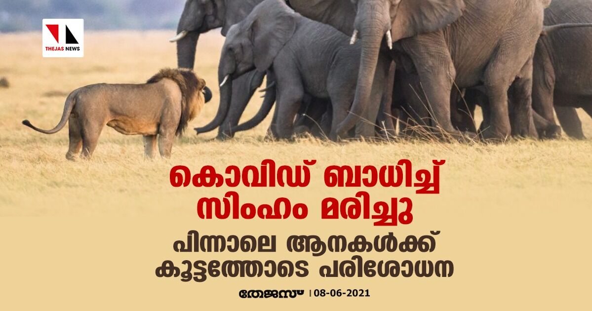 കൊവിഡ് ബാധിച്ച് സിംഹം മരിച്ചു; പിന്നാലെ ആനകള്ക്കു കൂട്ടത്തോടെ പരിശോധന കൊവിഡ് ബാധിച്ച് സിംഹം മരിച്ചു; പിന്നാലെ ആനകള്ക്കു കൂട്ടത്തോടെ പരിശോധന