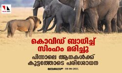 കൊവിഡ് ബാധിച്ച് സിംഹം മരിച്ചു; പിന്നാലെ ആനകള്‍ക്കു കൂട്ടത്തോടെ പരിശോധന