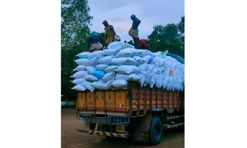 പ്രതിസന്ധി ഘട്ടത്തിലും നൂറുമേനി കൊയ്‌തെടുത്ത് പാലമേലിലെ നെല്ല് കര്‍ഷകര്‍;കൊയ്‌തെടുത്ത് 500 ടണ്‍ നെല്ല്