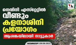 നെന്മിനി എസ്റ്റേറ്റില്‍ വീണ്ടും കളനാശിനി പ്രയോഗം; ആശങ്കയിലായി നാട്ടുകാര്‍