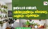 ഇന്ഡോര് ഗാര്ഡന്; വീടിനുള്ളിലും നിറയട്ടെ, പച്ചപ്പും പൂക്കളും ഇന്ഡോര് ഗാര്ഡന്; വീടിനുള്ളിലും നിറയട്ടെ, പച്ചപ്പും പൂക്കളും