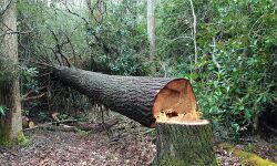 ഉപ്പ് തിന്നവര് വെള്ളം കുടിക്കും; മുട്ടില് മരം മുറിയെക്കുറിച്ച് അന്വേഷിക്കാന് പ്രത്യേക സംഘമെന്ന് മുഖ്യമന്ത്രി ഉപ്പ് തിന്നവര് വെള്ളം കുടിക്കും; മുട്ടില് മരം മുറിയെക്കുറിച്ച് അന്വേഷിക്കാന് പ്രത്യേക സംഘമെന്ന് മുഖ്യമന്ത്രി