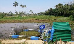 വെണ്ണൂർ തുറ നവീകരണം വിവിധ ഘട്ടങ്ങളായി പൂർത്തീകരിക്കും