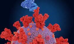 കൊറോണ വൈറസിന്റെ ഇന്ത്യന്‍ വകഭേദം കുവൈത്തില്‍ കണ്ടെത്തി