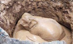 മണിക്കൂറുകള്‍ നീണ്ട പരിശ്രമം; കോതമംഗലത്ത് കിണറ്റില്‍ വീണ കാട്ടാനയെ രക്ഷപ്പെടുത്തി (വീഡിയോ)