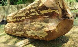 മരംമുറിയില്‍ ഉദ്യോഗസ്ഥര്‍ക്കും പങ്കെന്ന് ക്രൈംബ്രാഞ്ച്