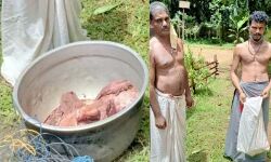 കാട്ടുപന്നിയെ വൈദ്യുതാഘാതമേല്‍പ്പിച്ച് കൊന്ന് ഇറച്ചിയാക്കിയ രണ്ടുപേര്‍ പിടിയില്‍