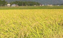 കെ.ഡി പ്രസേനന് എം.എല്.എയുടെ ഇടപെടല്; ഇന്ഷുറന്സ് പ്രീമിയം പാടശേഖര സമിതി മുഖേന അടയ്ക്കാം കെ.ഡി പ്രസേനന് എം.എല്.എയുടെ ഇടപെടല്; ഇന്ഷുറന്സ് പ്രീമിയം പാടശേഖര സമിതി മുഖേന അടയ്ക്കാം