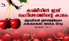 കശ്മീരില് ഇത് ചെറിപ്പഴത്തിന്റെ കാലം; ഇറ്റാലിയന് ഇനങ്ങളിലൂടെ കര്ഷകര്ക്ക് അധിക നേട്ടം കശ്മീരില് ഇത് ചെറിപ്പഴത്തിന്റെ കാലം; ഇറ്റാലിയന് ഇനങ്ങളിലൂടെ കര്ഷകര്ക്ക് അധിക നേട്ടം