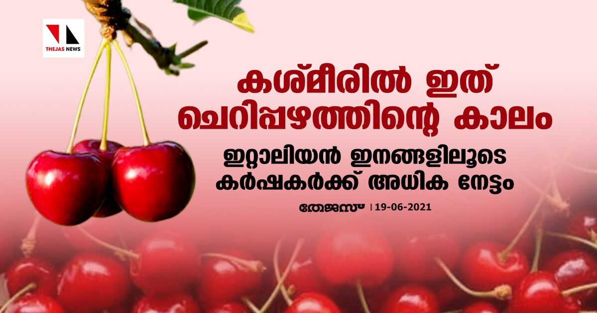 കശ്മീരില്‍ ഇത് ചെറിപ്പഴത്തിന്റെ കാലം; ഇറ്റാലിയന്‍ ഇനങ്ങളിലൂടെ കര്‍ഷകര്‍ക്ക് അധിക നേട്ടം