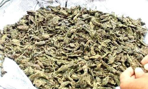 സന്നദ്ധ പ്രവര്ത്തകര്ക്കുനേരെ കഞ്ചാവ് മാഫിയ ആക്രമണം; പ്രതിയെ ഉടന് അറസ്റ്റ് ചെയ്യണമെന്ന് എസ്ഡിപിഐ സന്നദ്ധ പ്രവര്ത്തകര്ക്കുനേരെ കഞ്ചാവ് മാഫിയ ആക്രമണം; പ്രതിയെ ഉടന് അറസ്റ്റ് ചെയ്യണമെന്ന് എസ്ഡിപിഐ