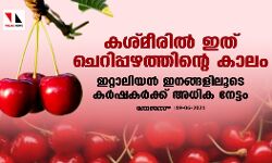 കശ്മീരില്‍ ഇത് ചെറിപ്പഴത്തിന്റെ കാലം; ഇറ്റാലിയന്‍ ഇനങ്ങളിലൂടെ കര്‍ഷകര്‍ക്ക് അധിക നേട്ടം